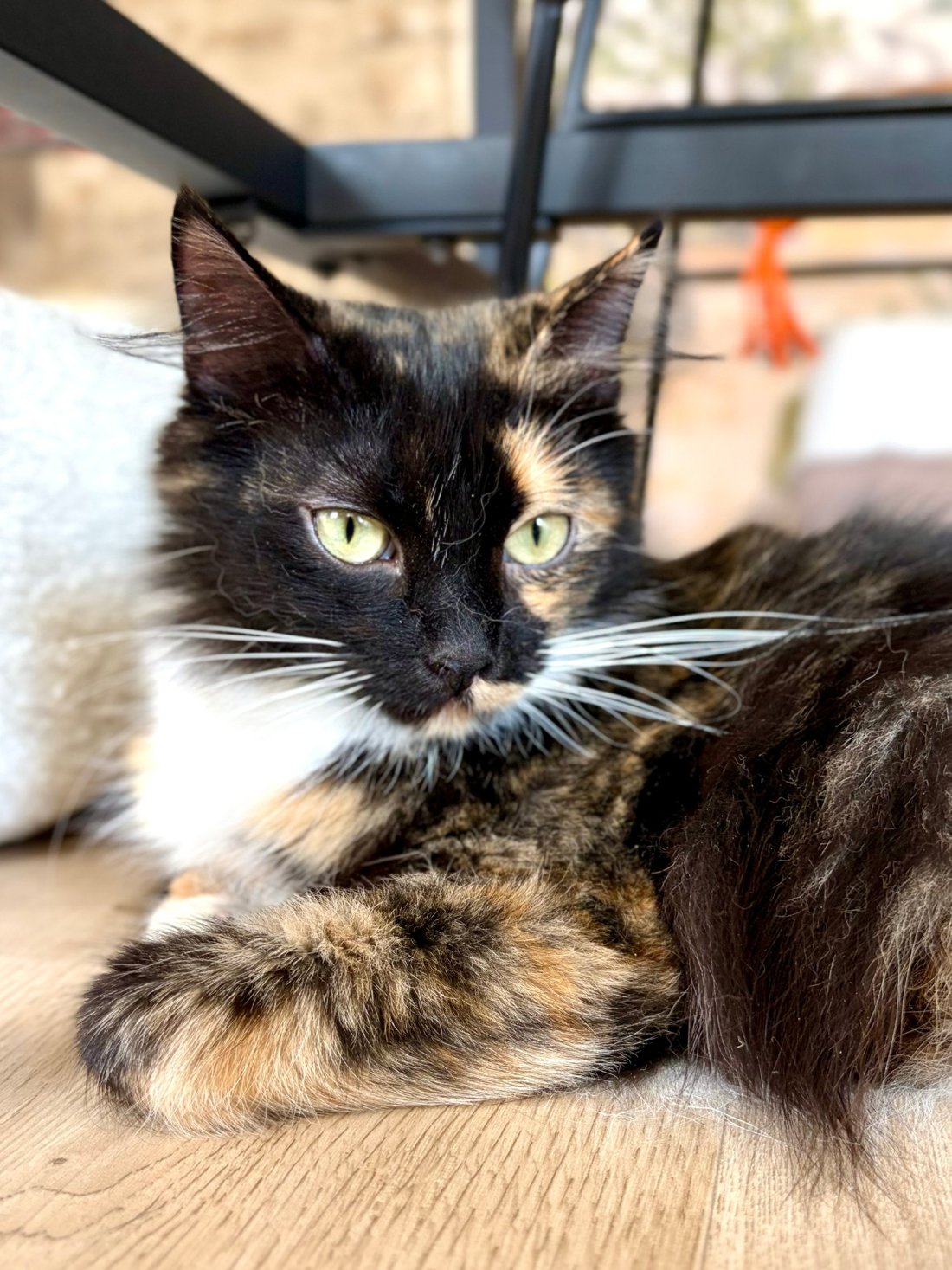 Santa, chatte sibérienne tricolore
