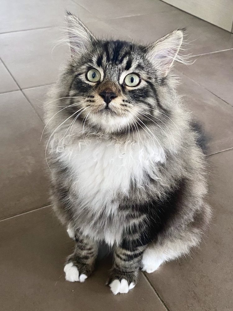 Loki