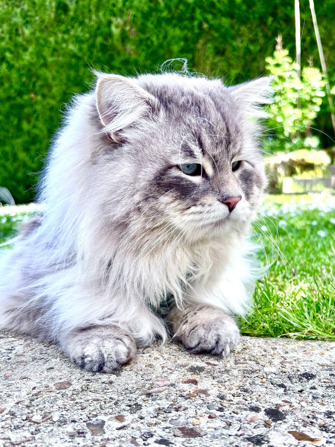 Fjord, chat sibérien Neva aux yeux bleus