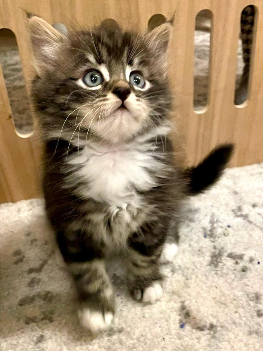 Loki